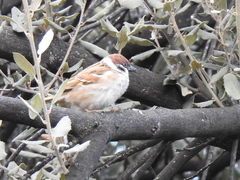 Passer montanus