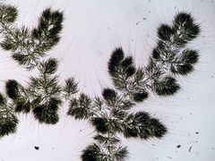 Draparnaldia mutabilis