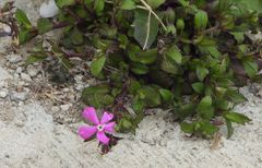 Silene pseudoatocion