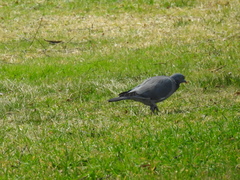 Columba palumbus