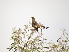 Turdus fuscater