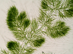 Draparnaldia mutabilis