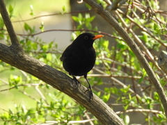 Turdus merula