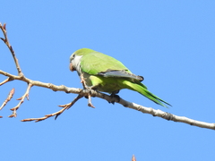 Myiopsitta monachus
