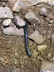 Ommatoiulus sabulosus aimatopodus