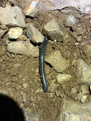 Ommatoiulus sabulosus aimatopodus