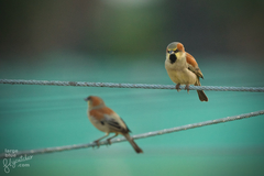 Plain-Backed Sparrow photo 3