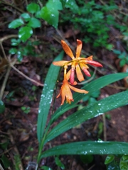 Crocosmia aurea image