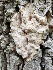 Wolfiporia