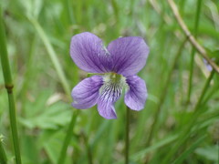 Viola pectinata