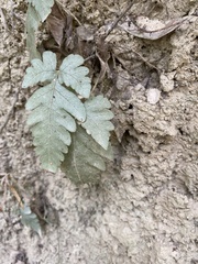 Tectaria fuscipes