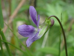 Viola pectinata