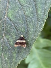 Choreutis amethystodes