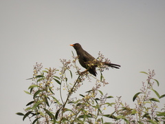 Turdus fuscater