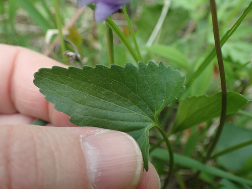 Image of Viola pectinata by (c) John Baur, some rights reserved (CC BY)
