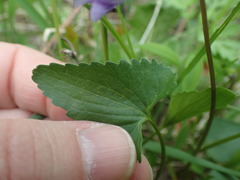 Viola pectinata