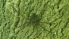 Dolomedes tenebrosus