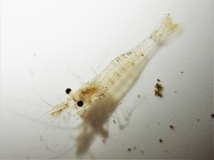 Paratya curvirostris