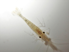 Paratya curvirostris