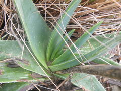 Aloe ecklonis