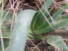Aloe ecklonis