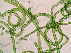 Ulothrix zonata