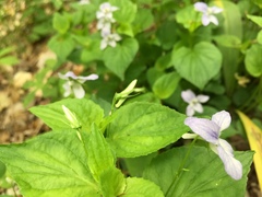 Viola × brauniae