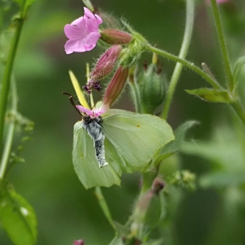 Common Brimstone, photo 9 of 10