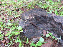 Hemidactylus murrayi