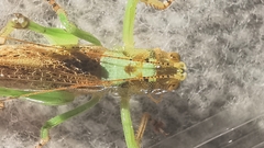 Paralobaspis