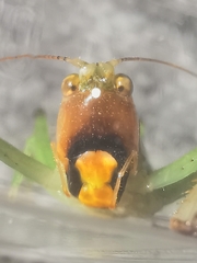 Paralobaspis