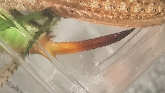 Paralobaspis