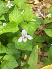 Viola × brauniae