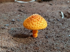 Basidiomycota