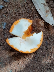 Basidiomycota