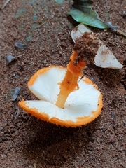 Basidiomycota