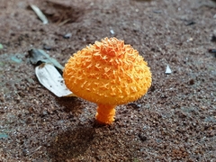 Basidiomycota