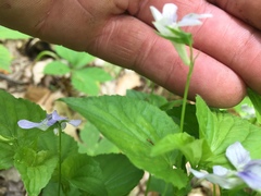 Viola × brauniae