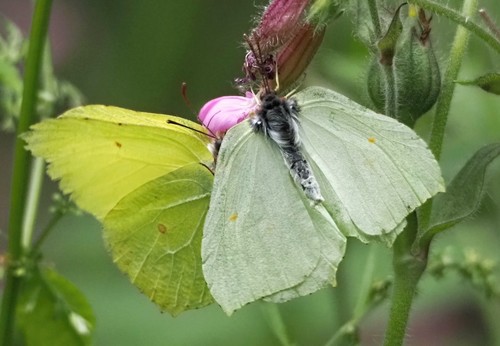 Common Brimstone, photo 3 of 10