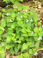 Viola × brauniae