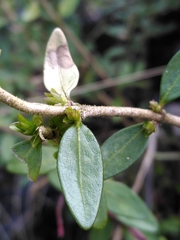 Lonicera ligustrina