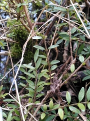 Lonicera ligustrina