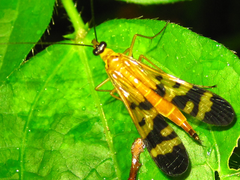 Panorpa coreana