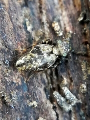 Pteroxanium kelloggi