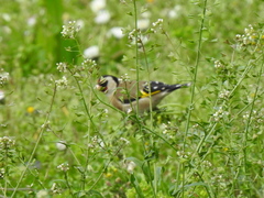 Carduelis carduelis