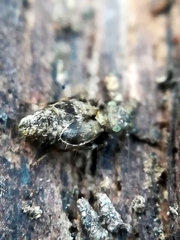 Pteroxanium kelloggi