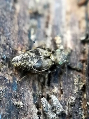 Pteroxanium kelloggi