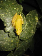 Chalcorana raniceps