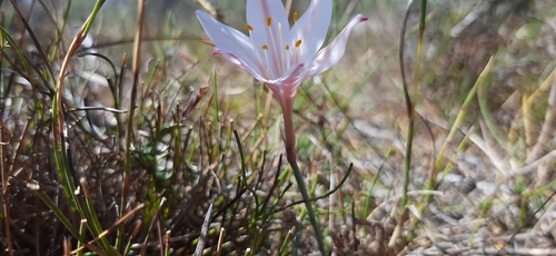 Newyear Firelily (Cyrtanthus novus)
