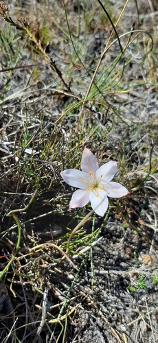 Image of Cyrtanthus novus by (c) Eugene Hahndiek, some rights reserved (CC BY-SA)
